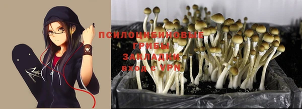 PSILOCYBIN Верхний Тагил
